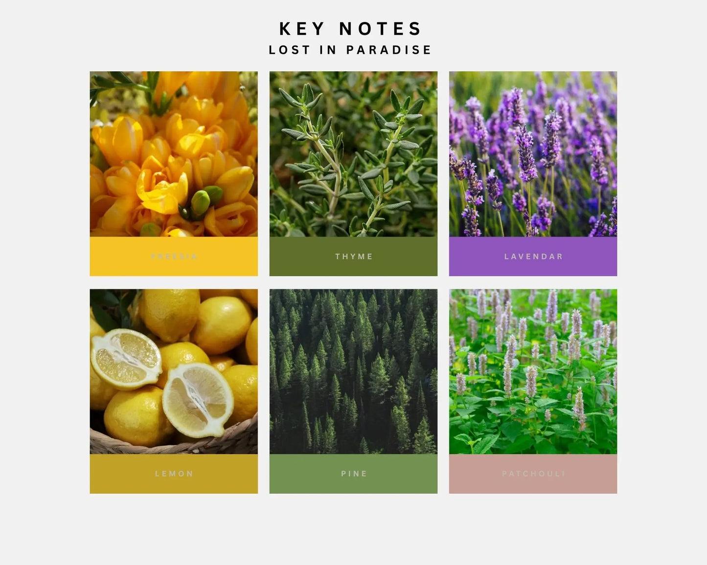 LOST IN PARADISE Epoque